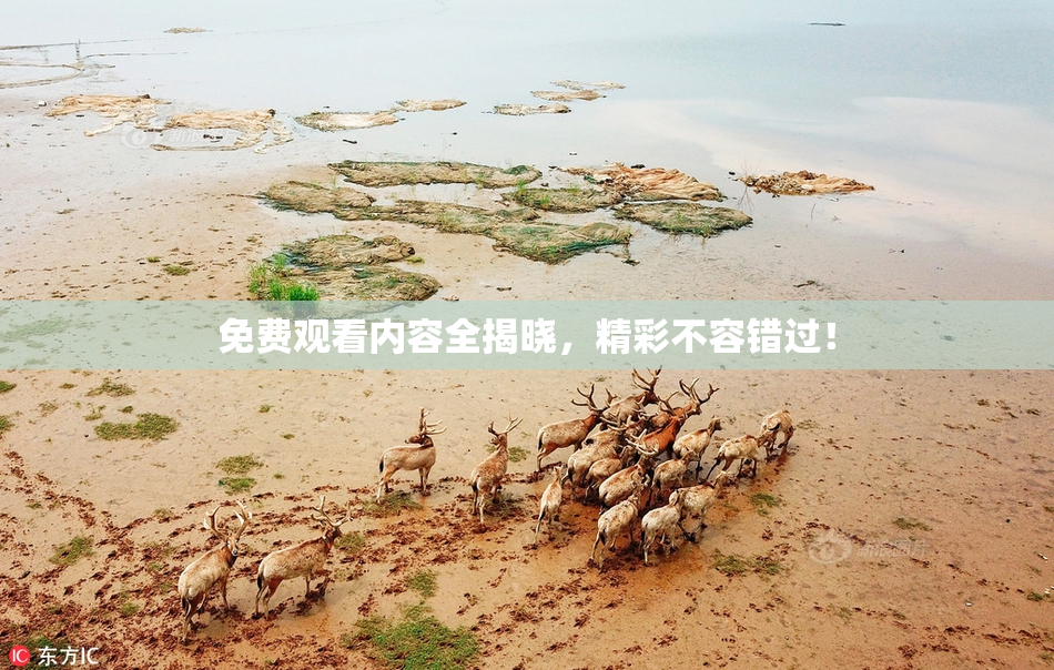 免费观看内容全揭晓，精彩不容错过！