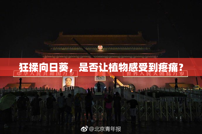 狂揉向日葵，是否让植物感受到疼痛？