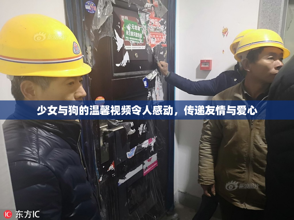 少女与狗的温馨视频令人感动，传递友情与爱心