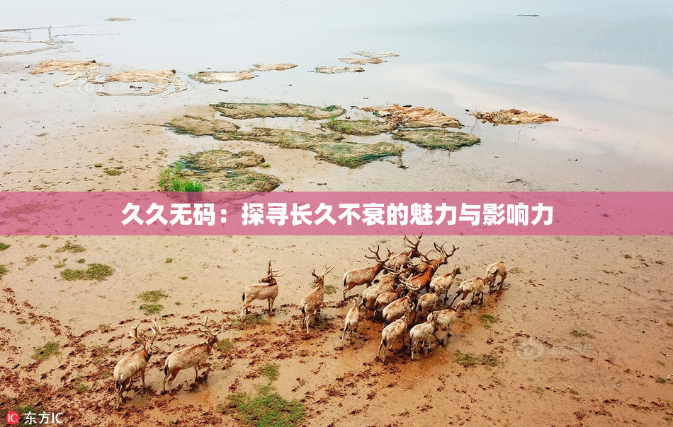 久久无码：探寻长久不衰的魅力与影响力