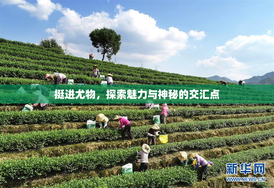挺进尤物，探索魅力与神秘的交汇点
