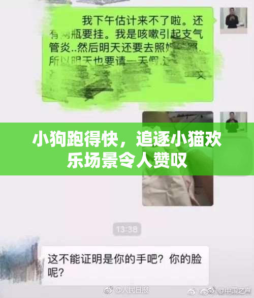 小狗跑得快，追逐小猫欢乐场景令人赞叹