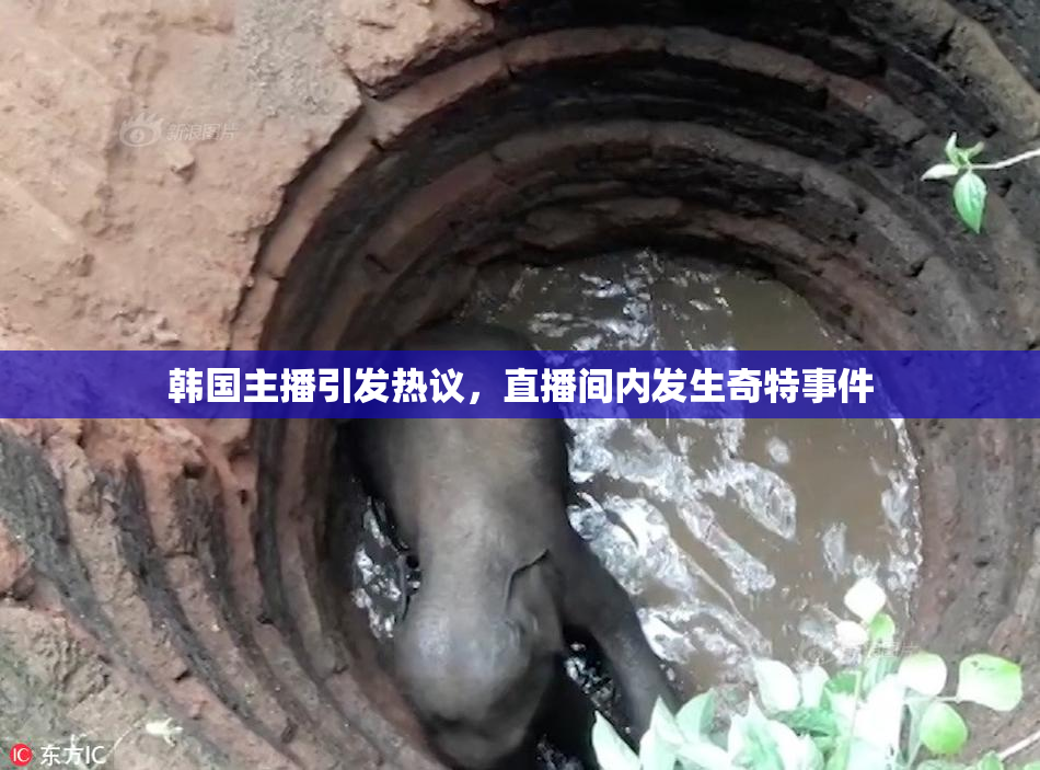 韩国主播引发热议，直播间内发生奇特事件