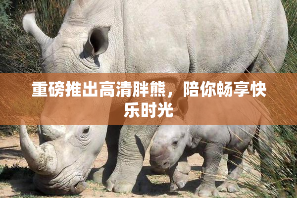 重磅推出高清胖熊，陪你畅享快乐时光