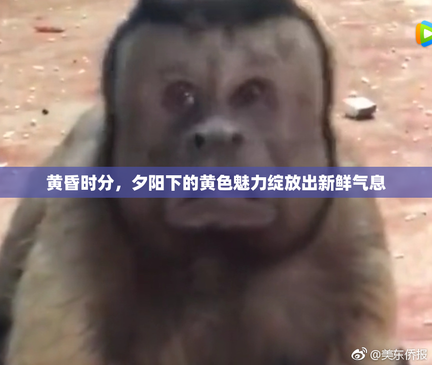 黄昏时分，夕阳下的黄色魅力绽放出新鲜气息