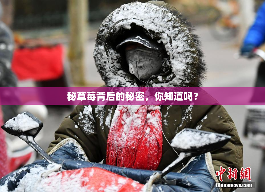 秘草莓背后的秘密，你知道吗？