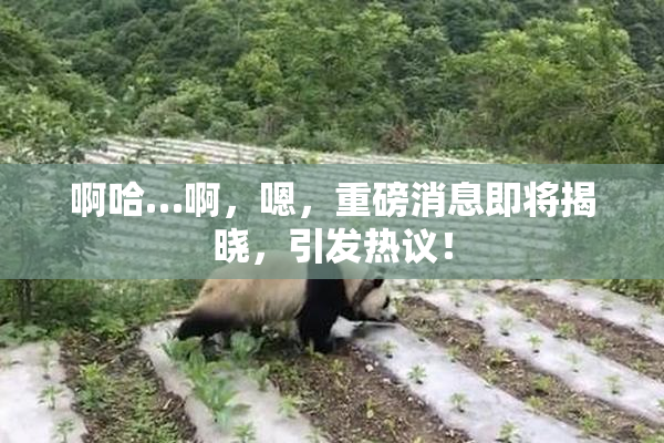 啊哈…啊，嗯，重磅消息即将揭晓，引发热议！