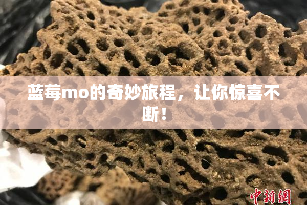 蓝莓mo的奇妙旅程，让你惊喜不断！