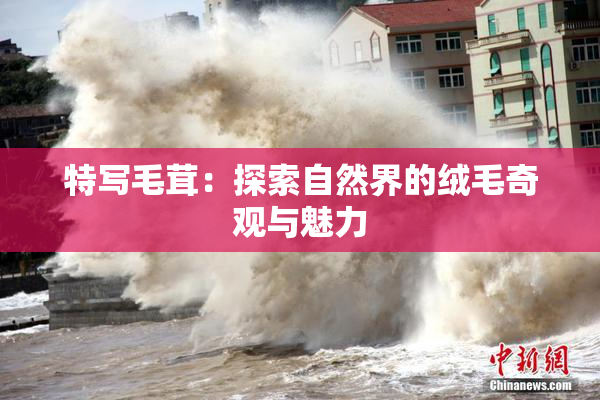 特写毛茸：探索自然界的绒毛奇观与魅力