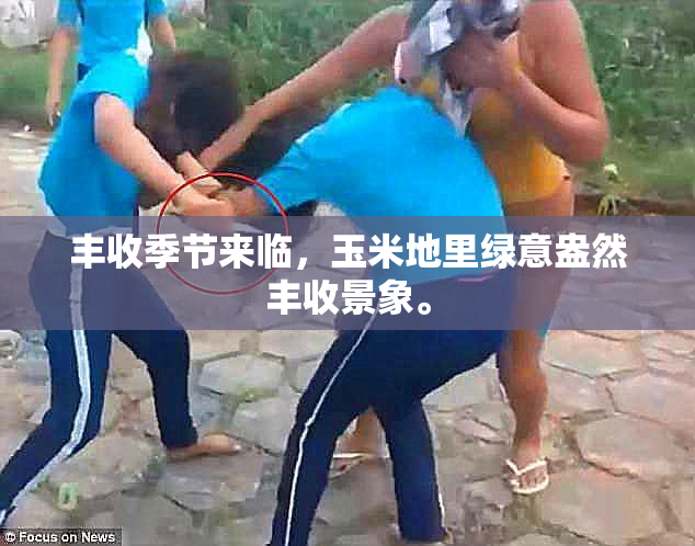 丰收季节来临，玉米地里绿意盎然丰收景象。