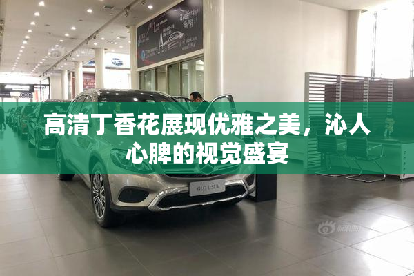 高清丁香花展现优雅之美，沁人心脾的视觉盛宴