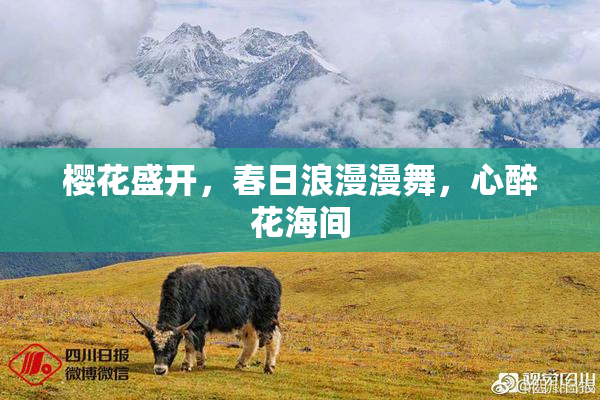 樱花盛开，春日浪漫漫舞，心醉花海间