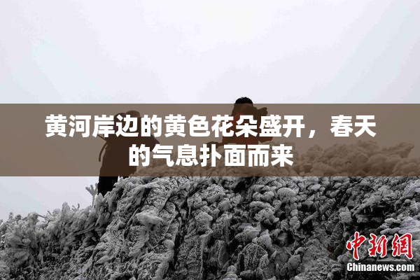 黄河岸边的黄色花朵盛开，春天的气息扑面而来