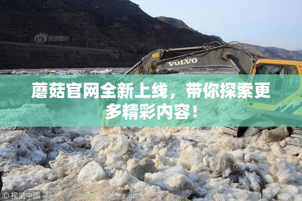 蘑菇官网全新上线，带你探索更多精彩内容！