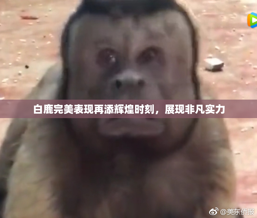 白鹿完美表现再添辉煌时刻，展现非凡实力