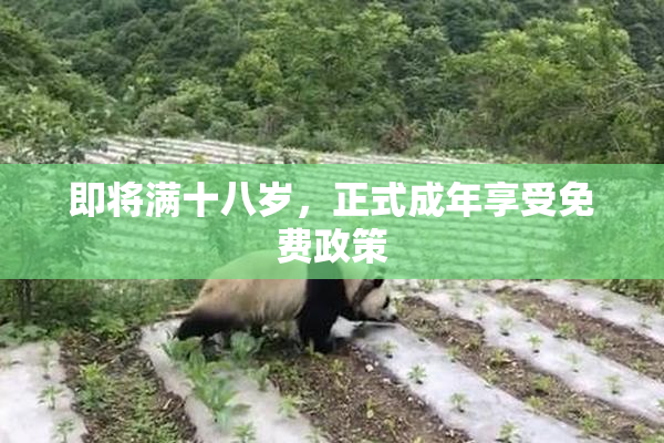 即将满十八岁，正式成年享受免费政策