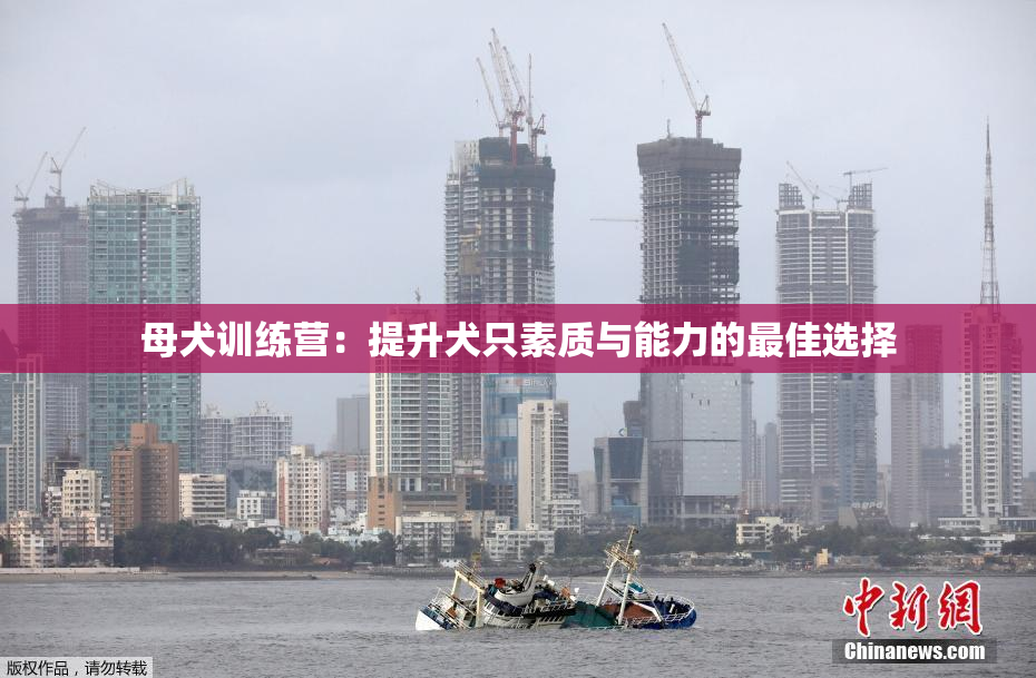 母犬训练营：提升犬只素质与能力的最佳选择