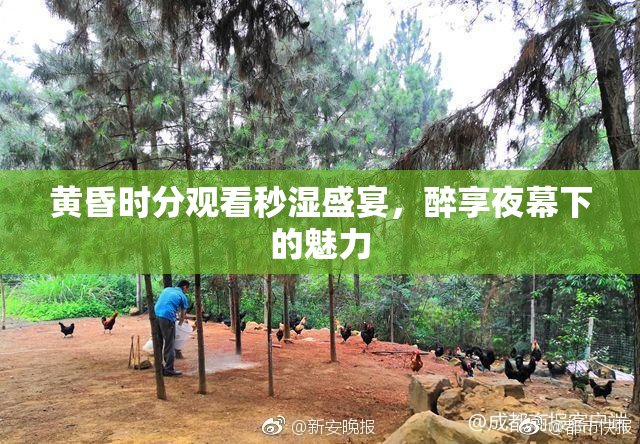 黄昏时分观看秒湿盛宴，醉享夜幕下的魅力