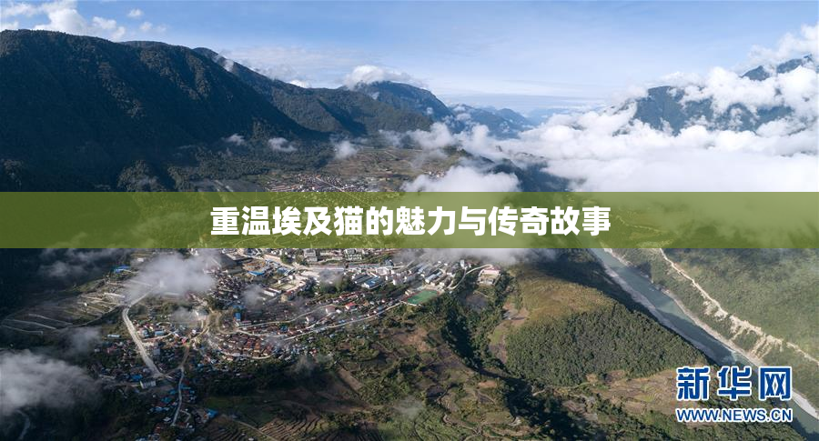 重温埃及猫的魅力与传奇故事