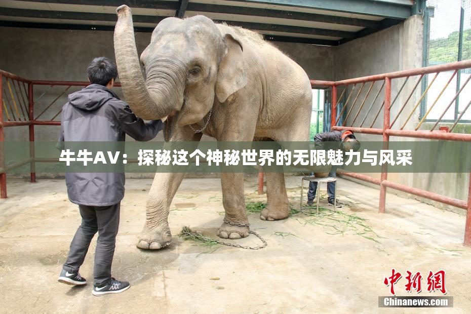 牛牛AV：探秘这个神秘世界的无限魅力与风采