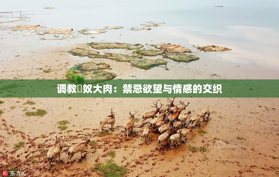 调教婬奴大肉：禁忌欲望与情感的交织