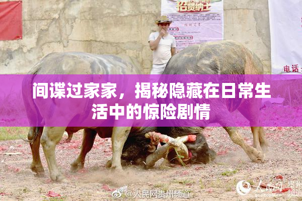 间谍过家家，揭秘隐藏在日常生活中的惊险剧情