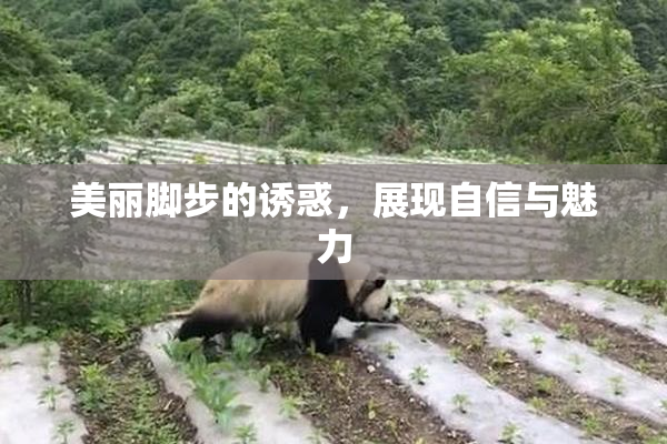 美丽脚步的诱惑，展现自信与魅力