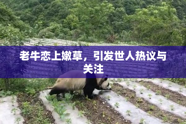 老牛恋上嫩草，引发世人热议与关注