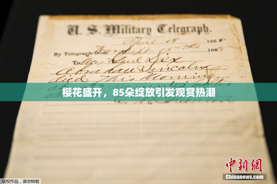 樱花盛开，85朵绽放引发观赏热潮