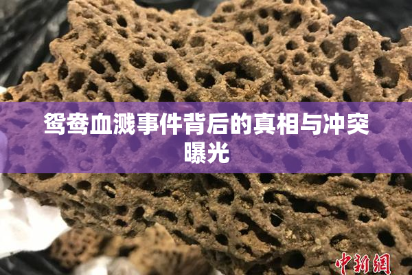 鸳鸯血溅事件背后的真相与冲突曝光
