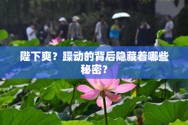 陛下爽？躁动的背后隐藏着哪些秘密？