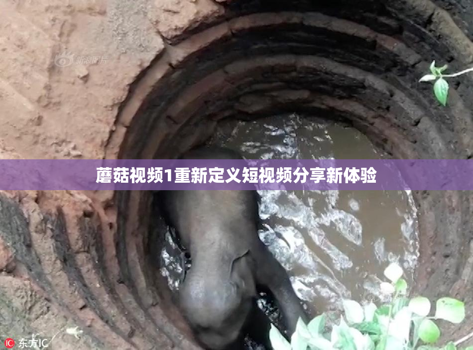 蘑菇视频1重新定义短视频分享新体验
