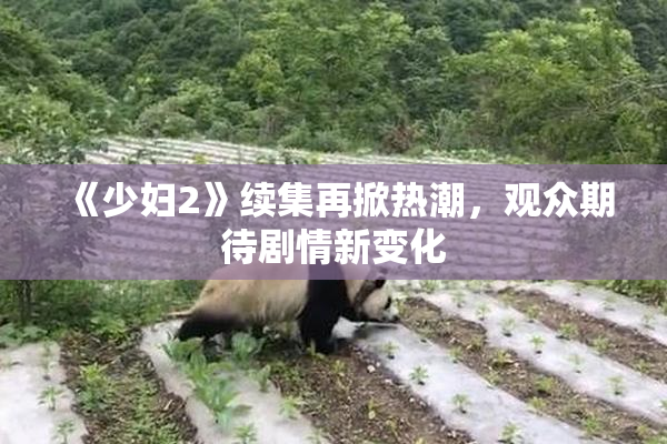 《少妇2》续集再掀热潮，观众期待剧情新变化