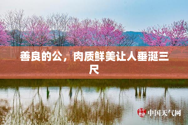 善良的公，肉质鲜美让人垂涎三尺