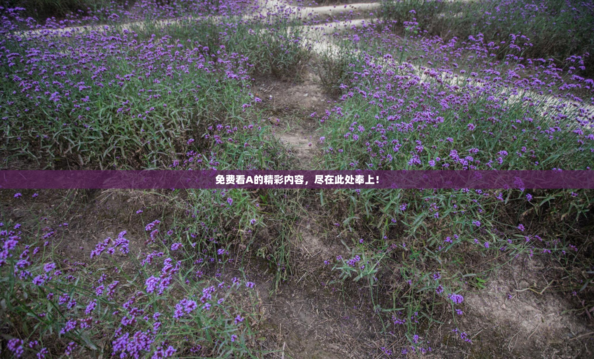 免费看A的精彩内容，尽在此处奉上！