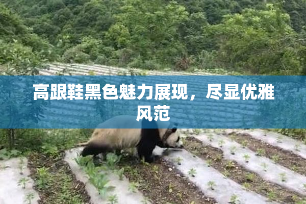 高跟鞋黑色魅力展现，尽显优雅风范
