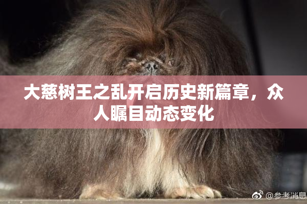大慈树王之乱开启历史新篇章，众人瞩目动态变化