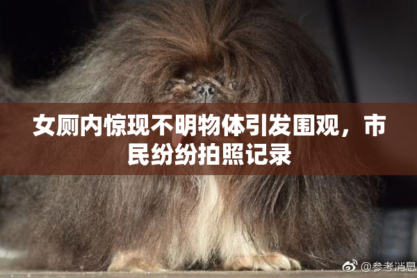 女厕内惊现不明物体引发围观，市民纷纷拍照记录