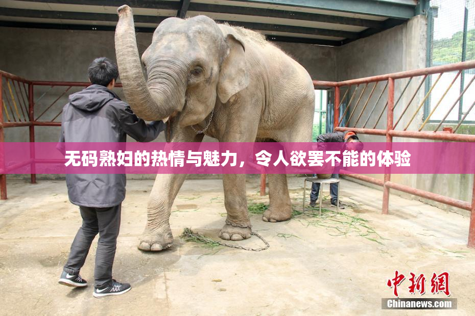 无码熟妇的热情与魅力，令人欲罢不能的体验