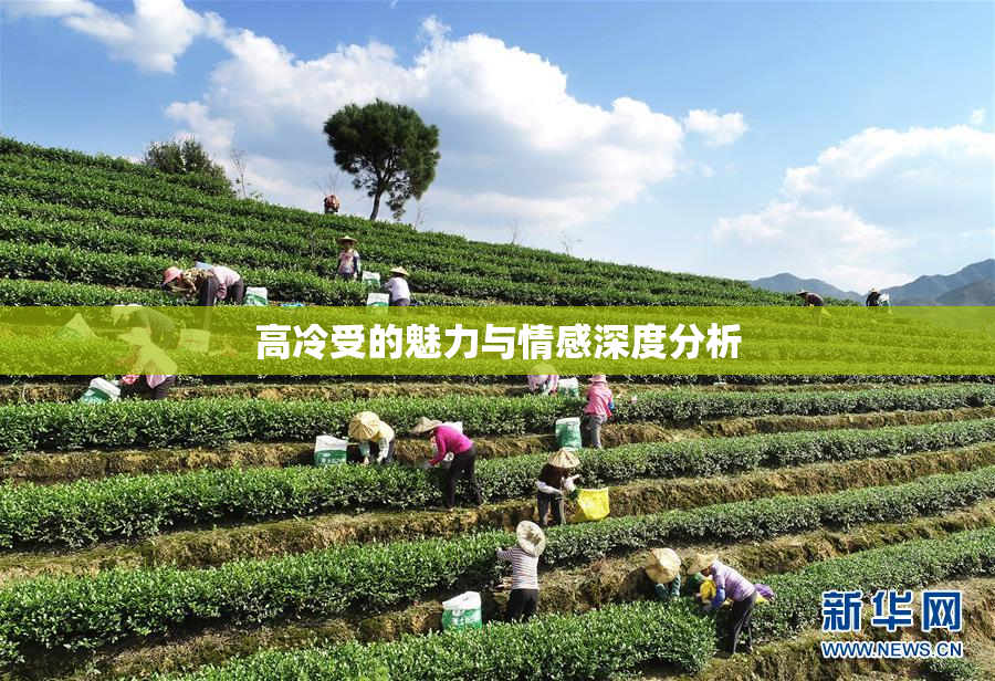 高冷受的魅力与情感深度分析