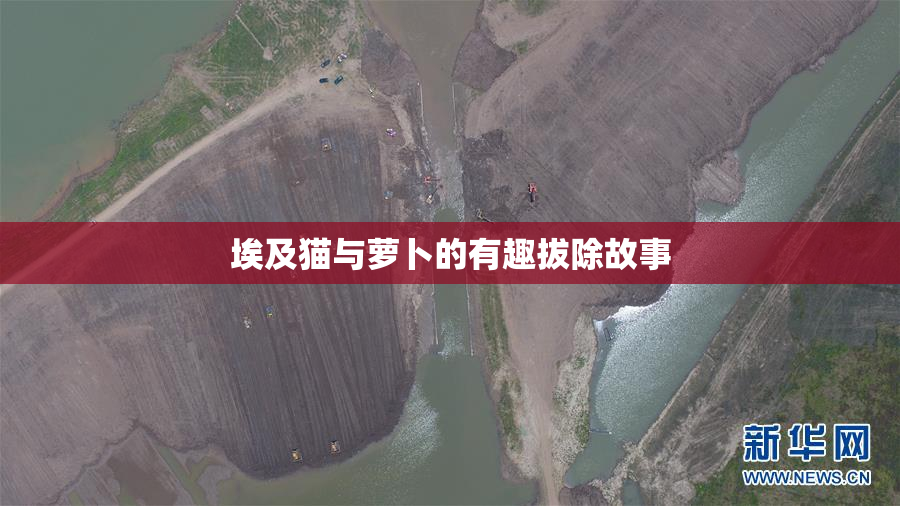 埃及猫与萝卜的有趣拔除故事