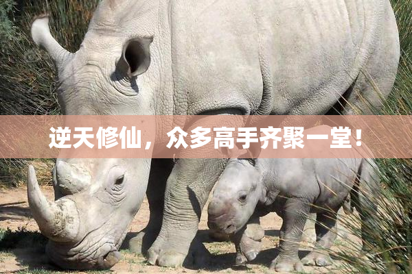 逆天修仙，众多高手齐聚一堂！