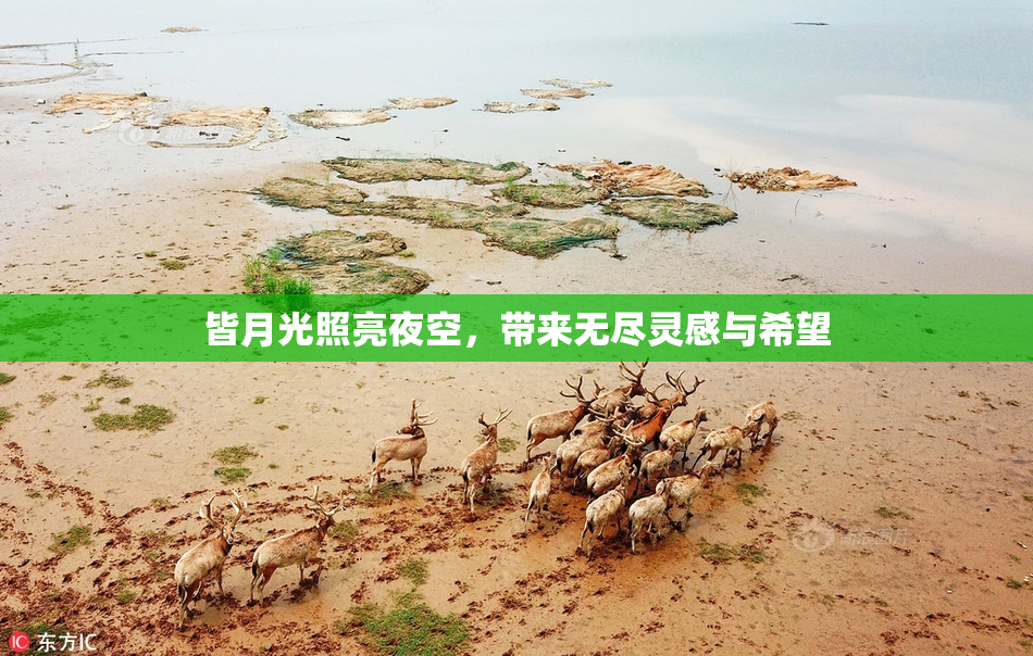 皆月光照亮夜空，带来无尽灵感与希望