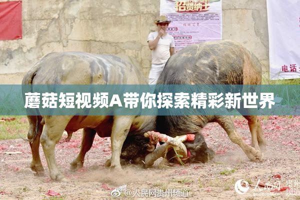 蘑菇短视频A带你探索精彩新世界