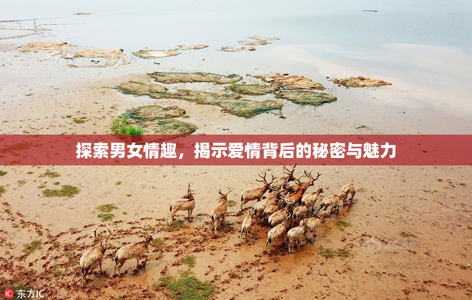 探索男女情趣，揭示爱情背后的秘密与魅力