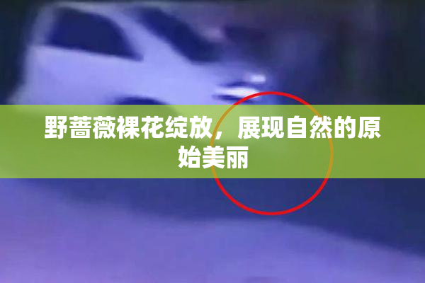 野蔷薇裸花绽放，展现自然的原始美丽