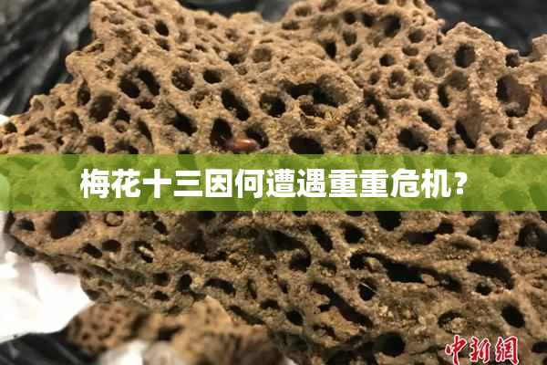 梅花十三因何遭遇重重危机？