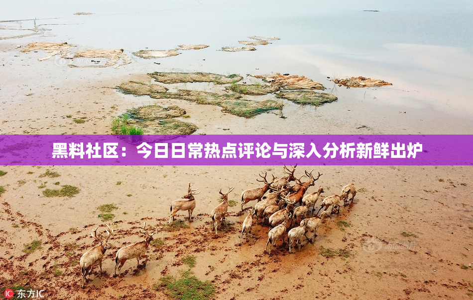 黑料社区：今日日常热点评论与深入分析新鲜出炉