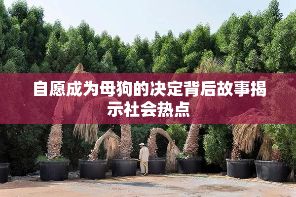 自愿成为母狗的决定背后故事揭示社会热点