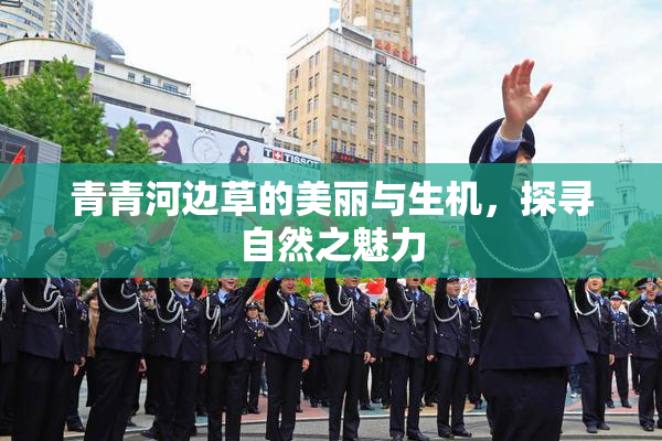 青青河边草的美丽与生机，探寻自然之魅力